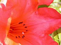 Rhododendron Hybride Elisabeth (fam. Ericacees) (Aberconway 1933) (04) (Photo F. Mrugala)